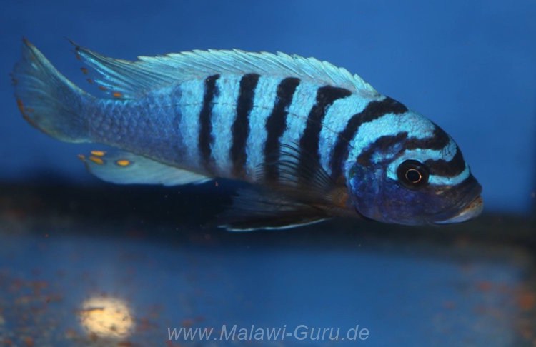 'Charo' Metriaclima fainzilbergi 'Charo'